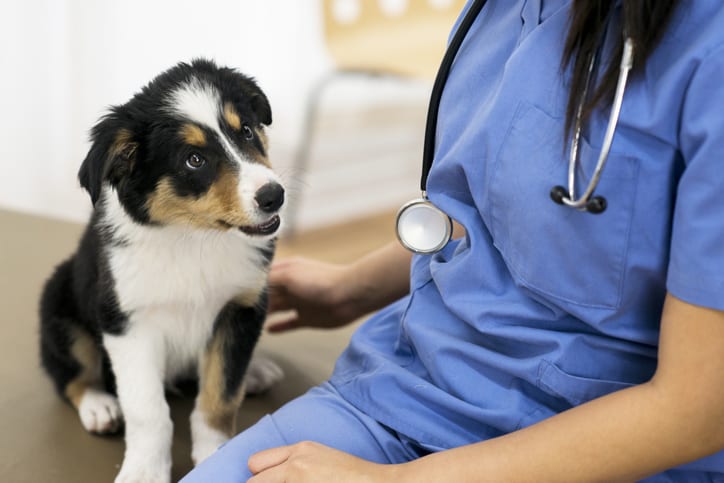 What Dog Vaccinations Does My Pet Need