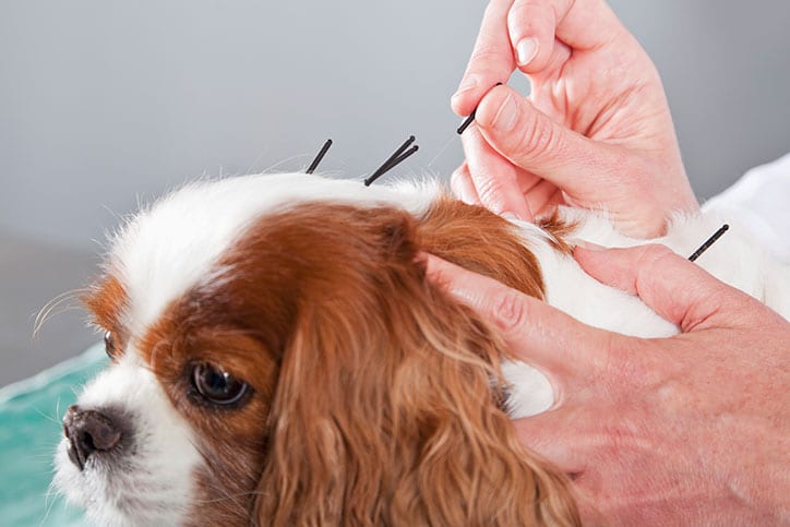 Acupuncture Dog