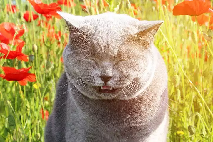 Cat Sneezing In Field