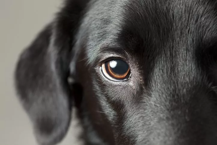 what colour eyes do dogs have