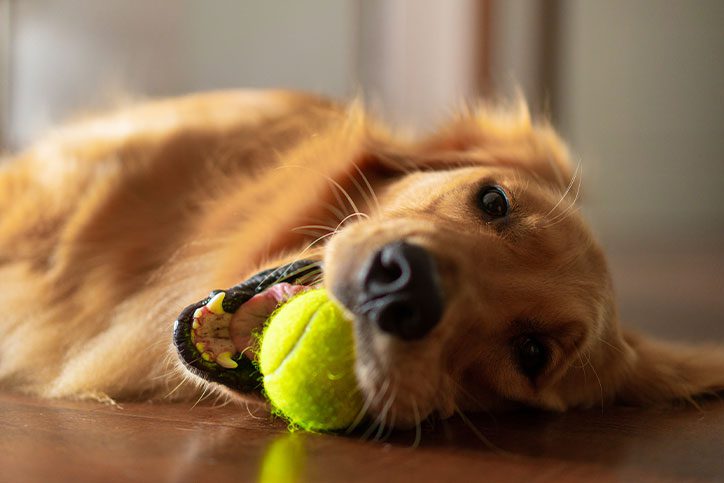 Dog On Floor With Tennis Ball