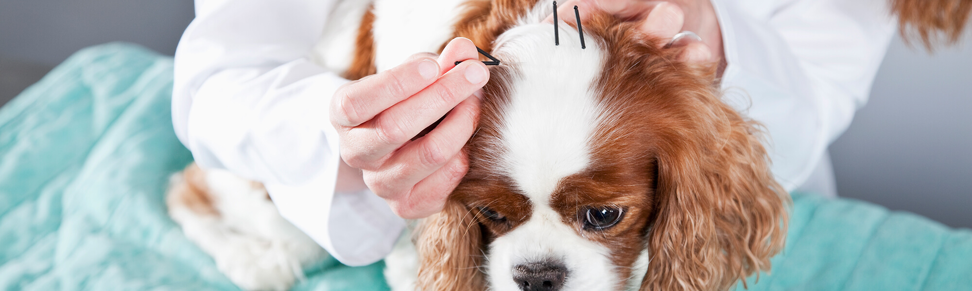 can acupuncture help allergies in dogs