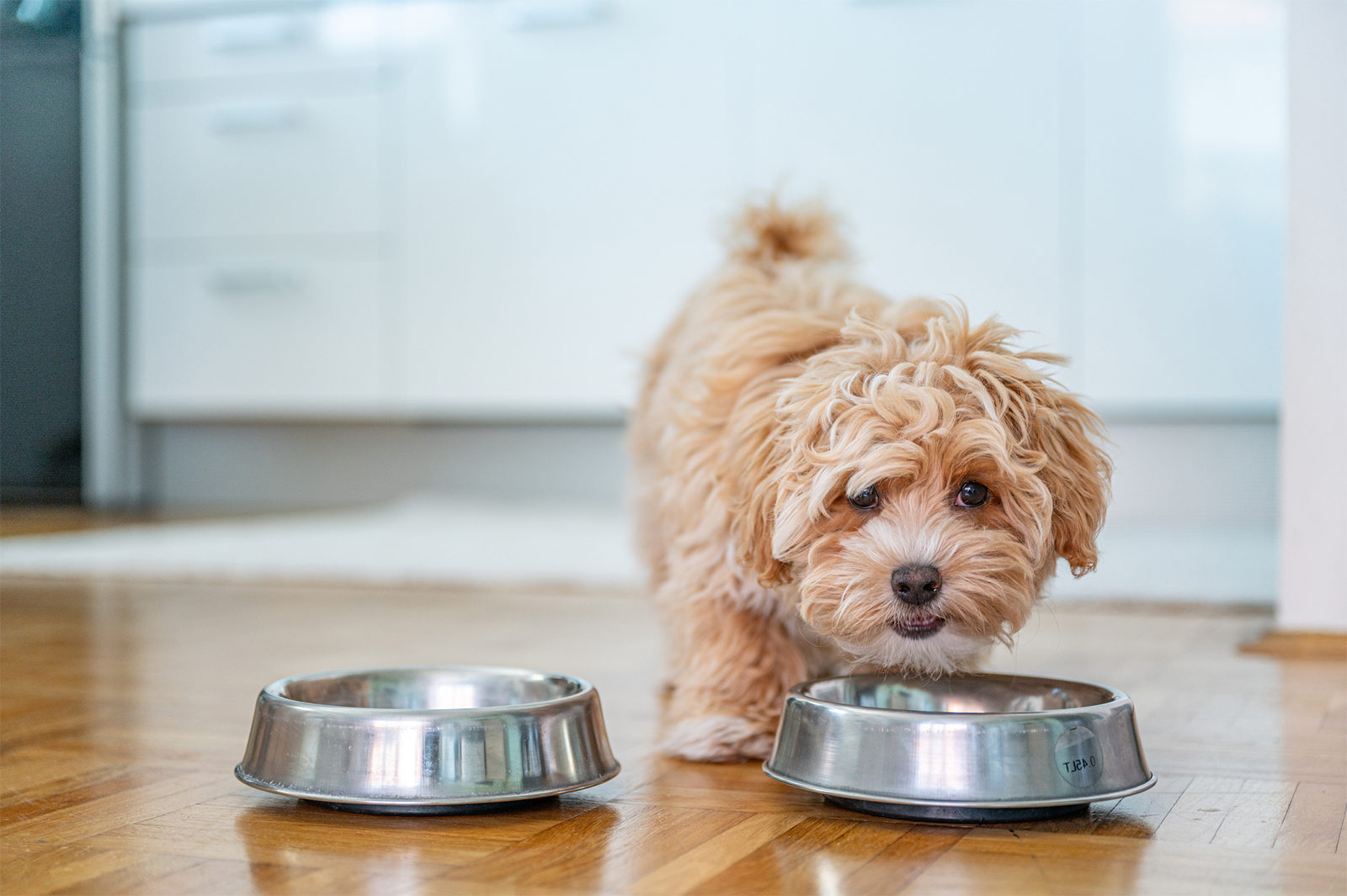 Dog With Food Bowl