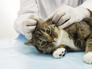 cat getting examined by veterinarian for throwing up