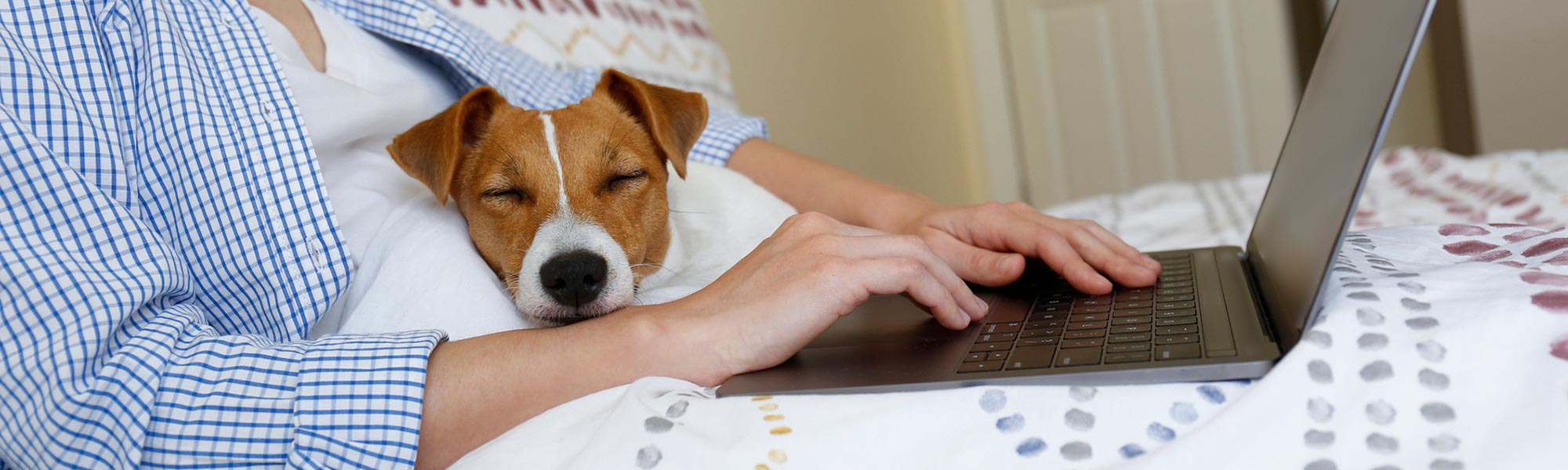 Dog With Owner On Computer