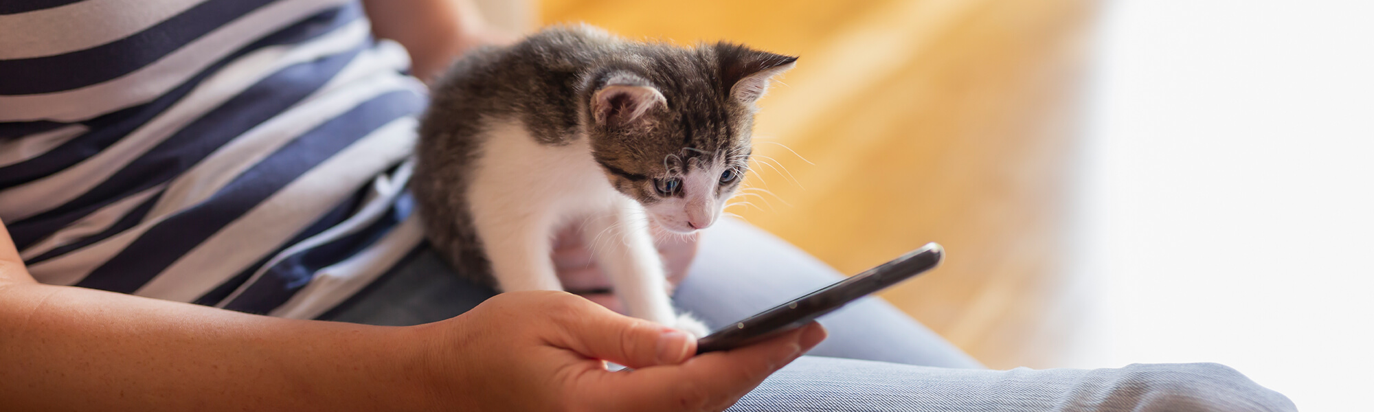 Kitten And Phone