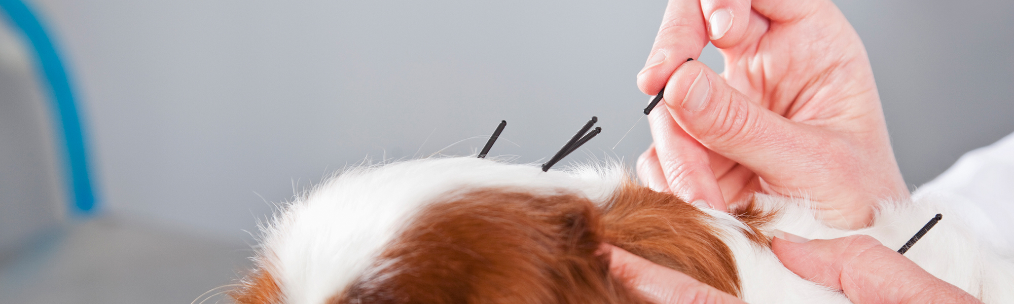 Pet Acupuncture
