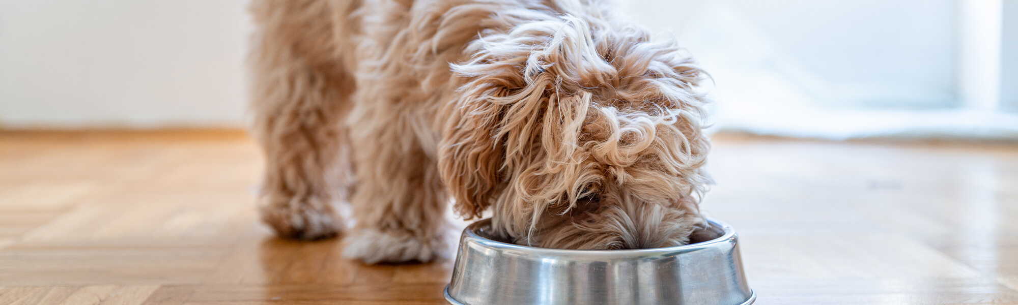 Small Dog Eating From Bowl