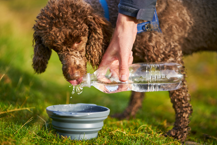 A Dog Drinking Water While Out On A Walk