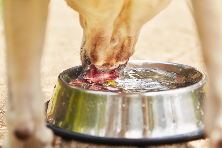 how much water should a dog drink in santa clarita, ca