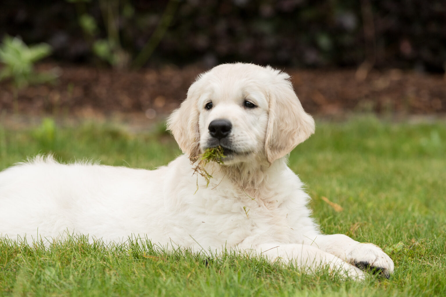 Why Do Dogs Eat Grass? Stevenson Ranch Veterinary Center
