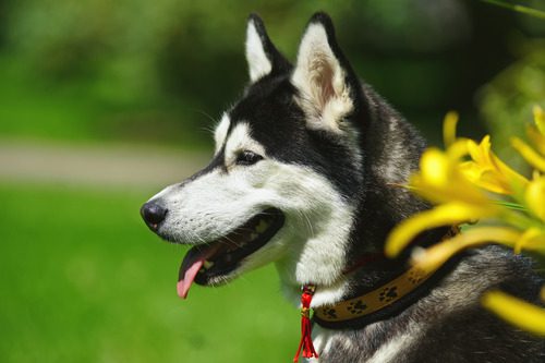 siberian-husky-dog-next-to-yellow-lilies