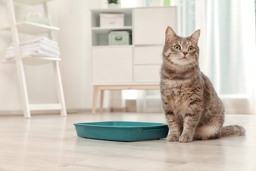 cat-sitting-next-to-litterbox