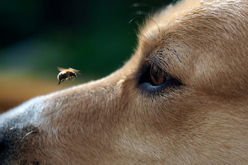 bee-flying-near-dog's-face