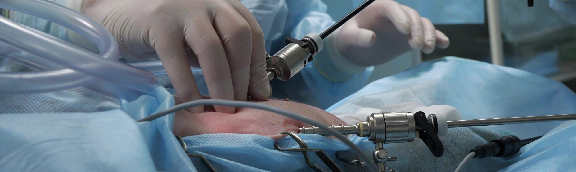 dog during laparoscopic surgery