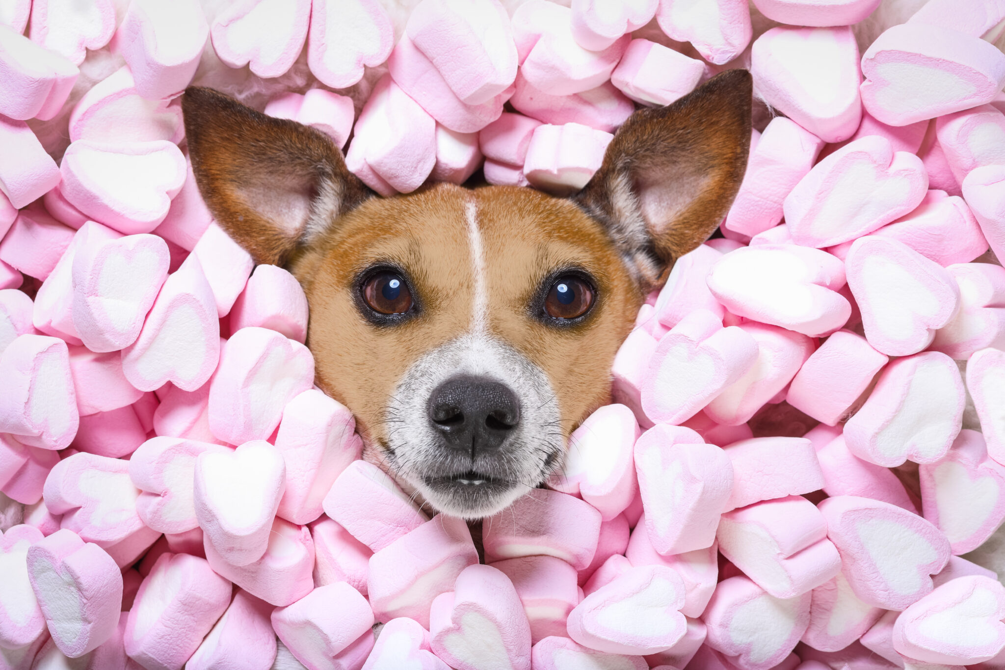 Can dogs eat marshmallows