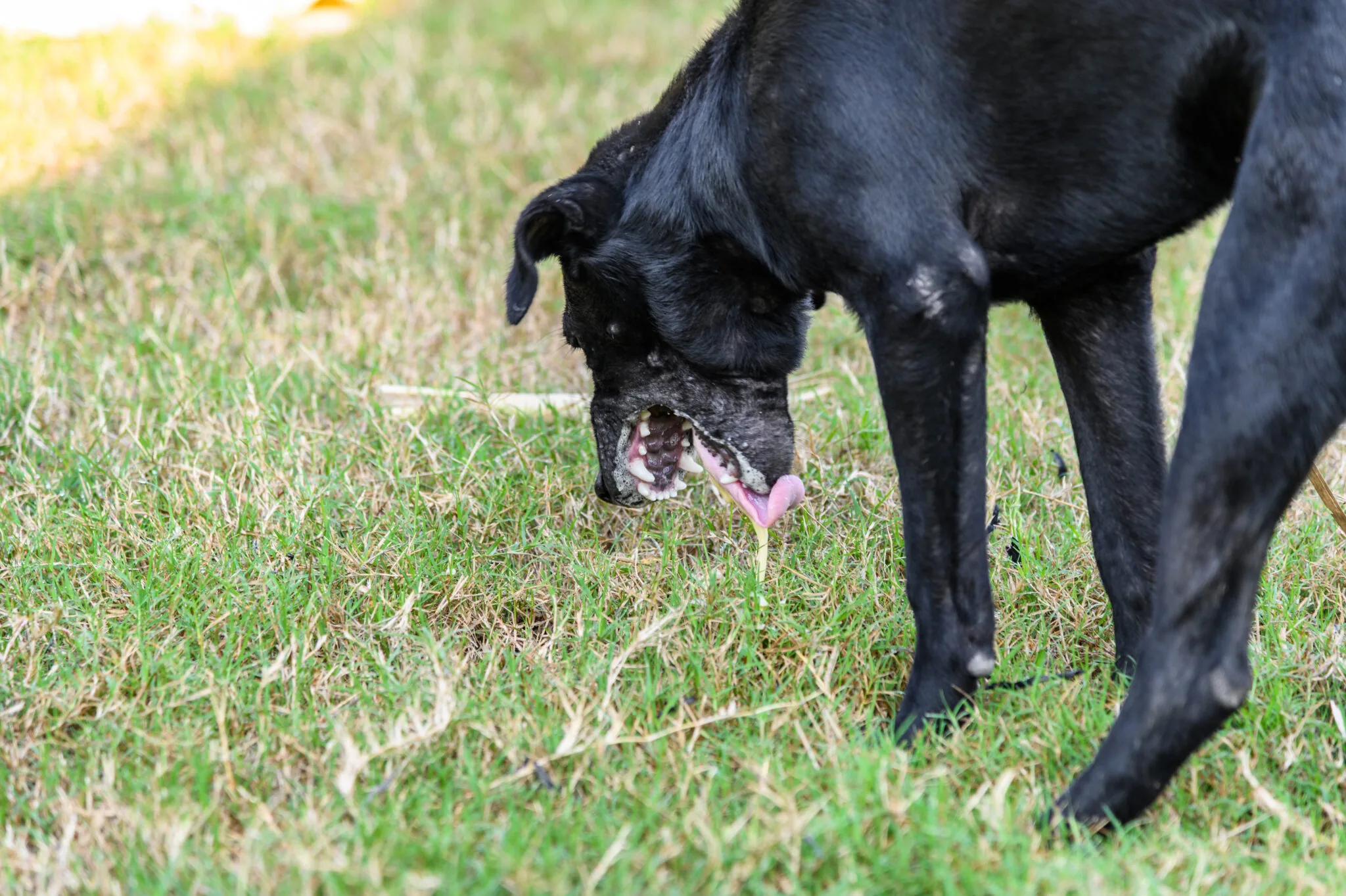 Dog vomiting dog food best sale