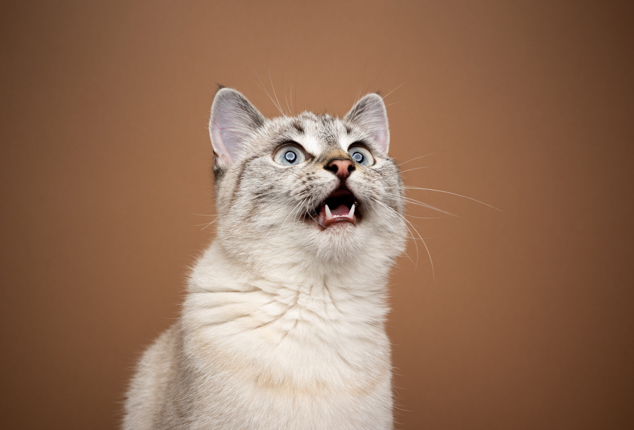 Excited Cat Chattering Or Meowing With Mouth Open Looking Up On Brown Background