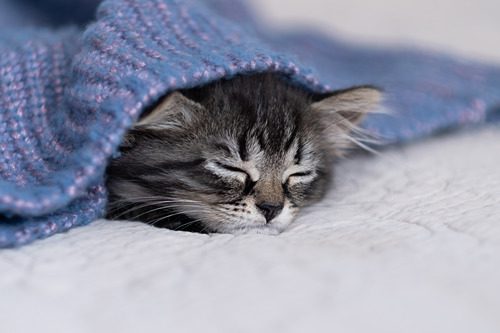 kitten-covered-with-a-blanket-while-sleeping