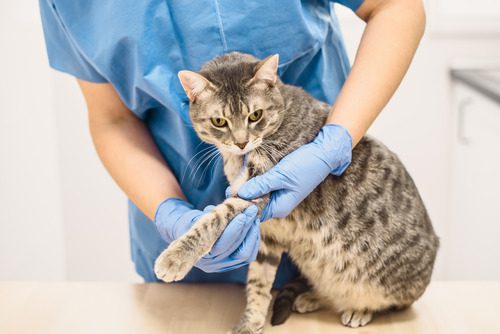 vet-examining-cat's-leg-at-clinic