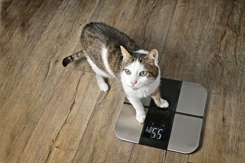 tabby-cat-standing-on-body-weight-scale-at-home