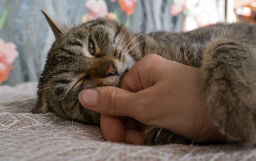 gray-and-tan-cat-holding-owner's-hand
