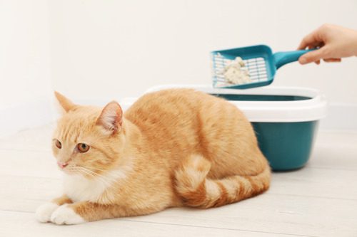 pet-owner-cleaning-litter-box-of-orange-cat
