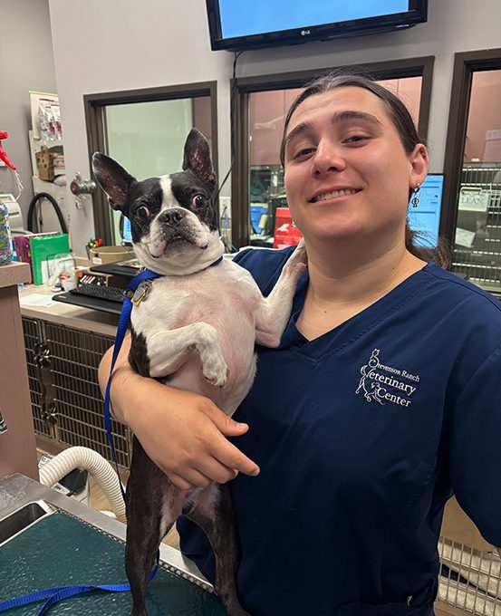 Dog With Ear Up 0001 Tech Holding Standing Dog