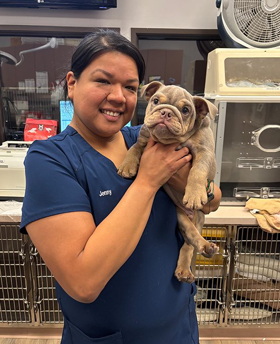 Dog With Ear Up 0010 Tech Holding Bulldog Puppy