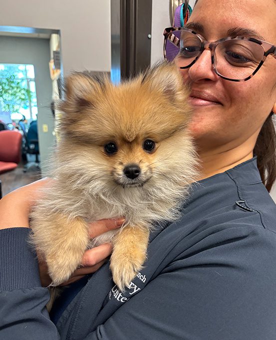 Dog With Ear Up 0013 Staff Holding Tan Pomeranian