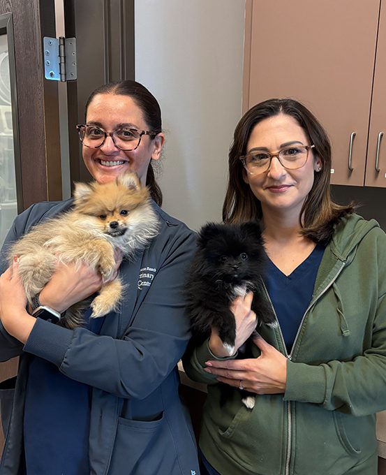 Dog With Ear Up 0014 Staff Holding Pomeranian Pups