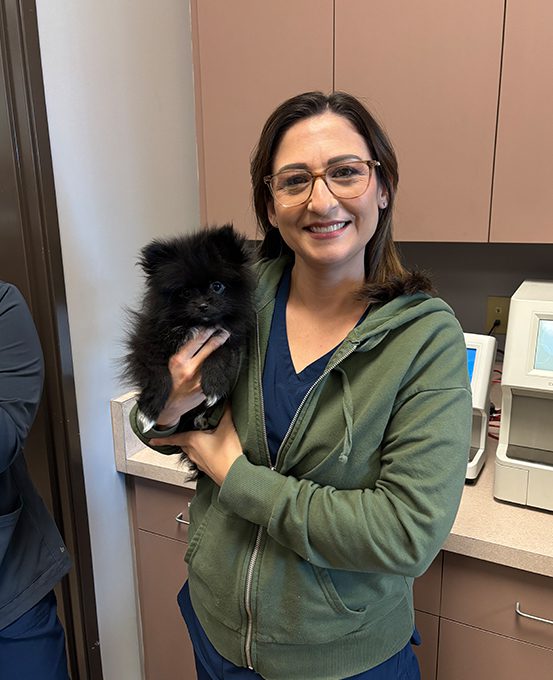 Dog With Ear Up 0015 Staff Holding Black Pomeranian
