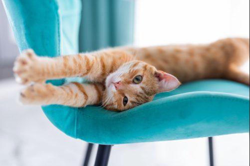 red tabby cat laying on side on a turquoise chair stretching out