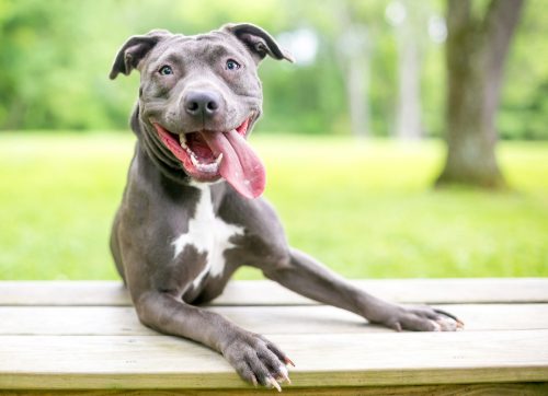 smiling blue and white pit bull mix dog