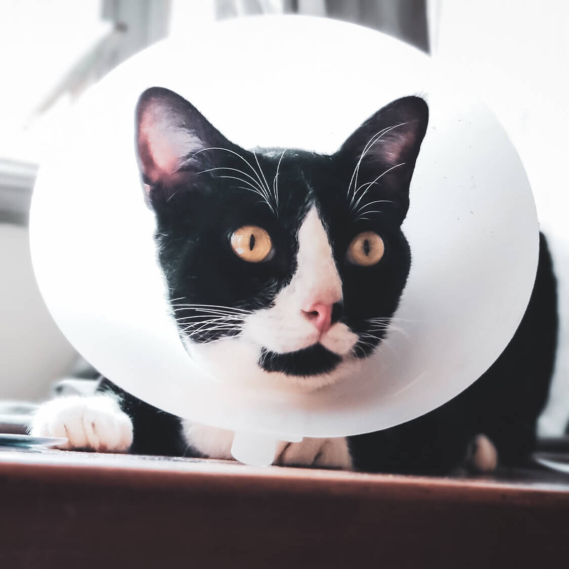 Black And White Cat With Cone
