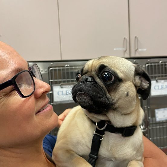 Dog With Ear Up 0002 Tech Holding Pug 2