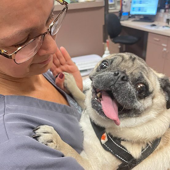 Tech Holding Pug with paw in Hand
