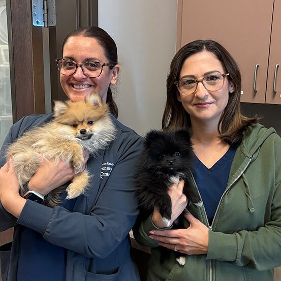 Dog With Ear Up 0014 Staff Holding Pomeranian Pups