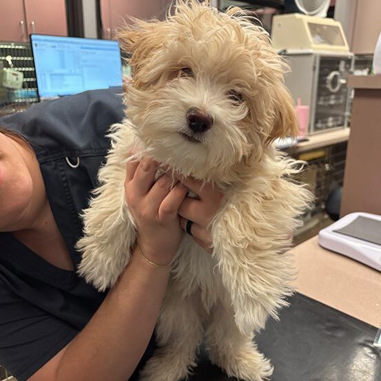 Dog With Ear Up 0016 Puppy Tilting Head