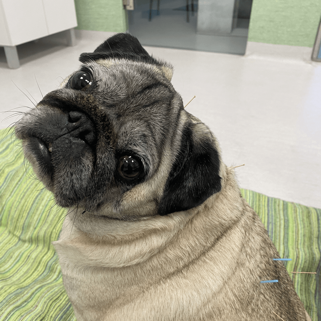 Pug Getting Acupuncture Treatment