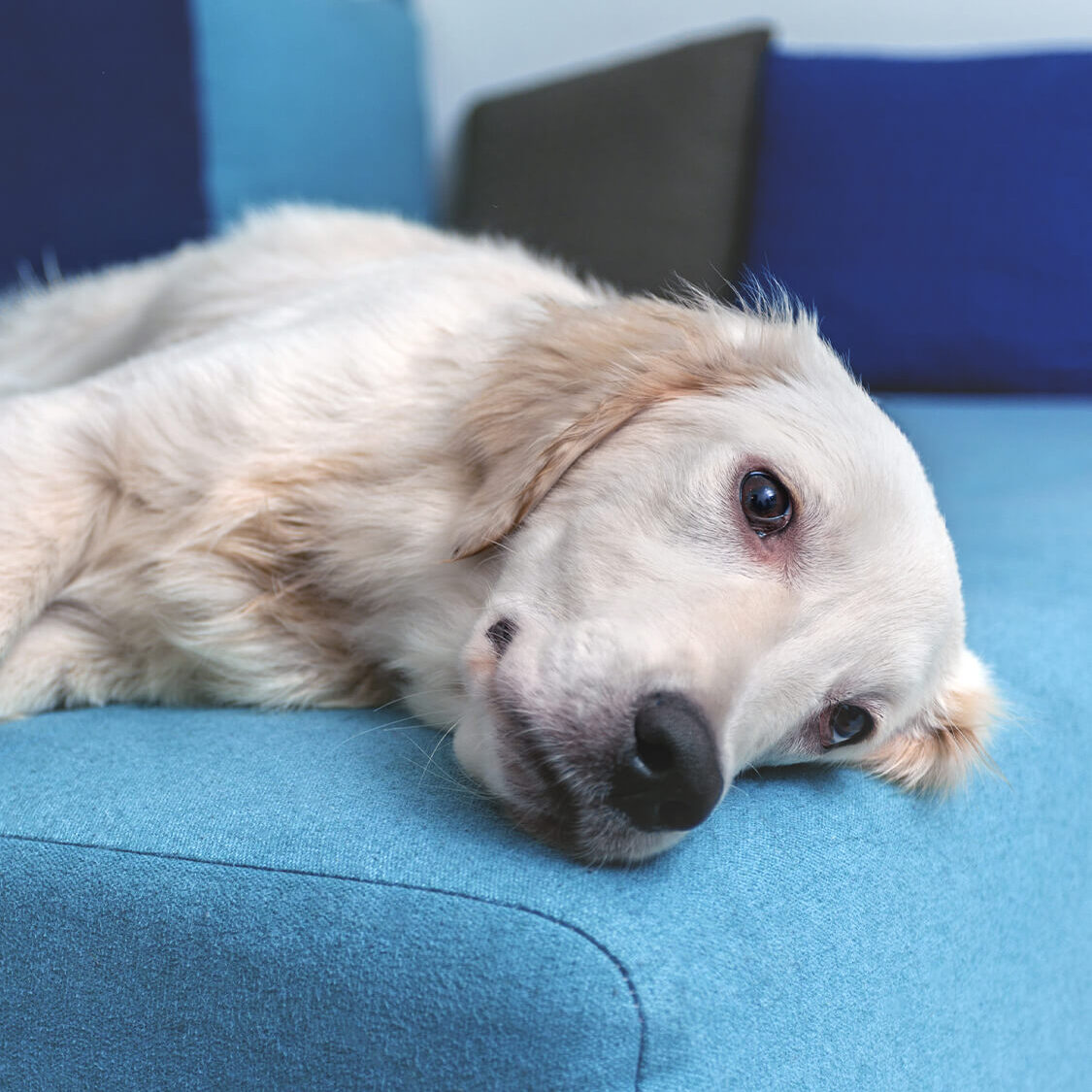 Sad Dog On Couch