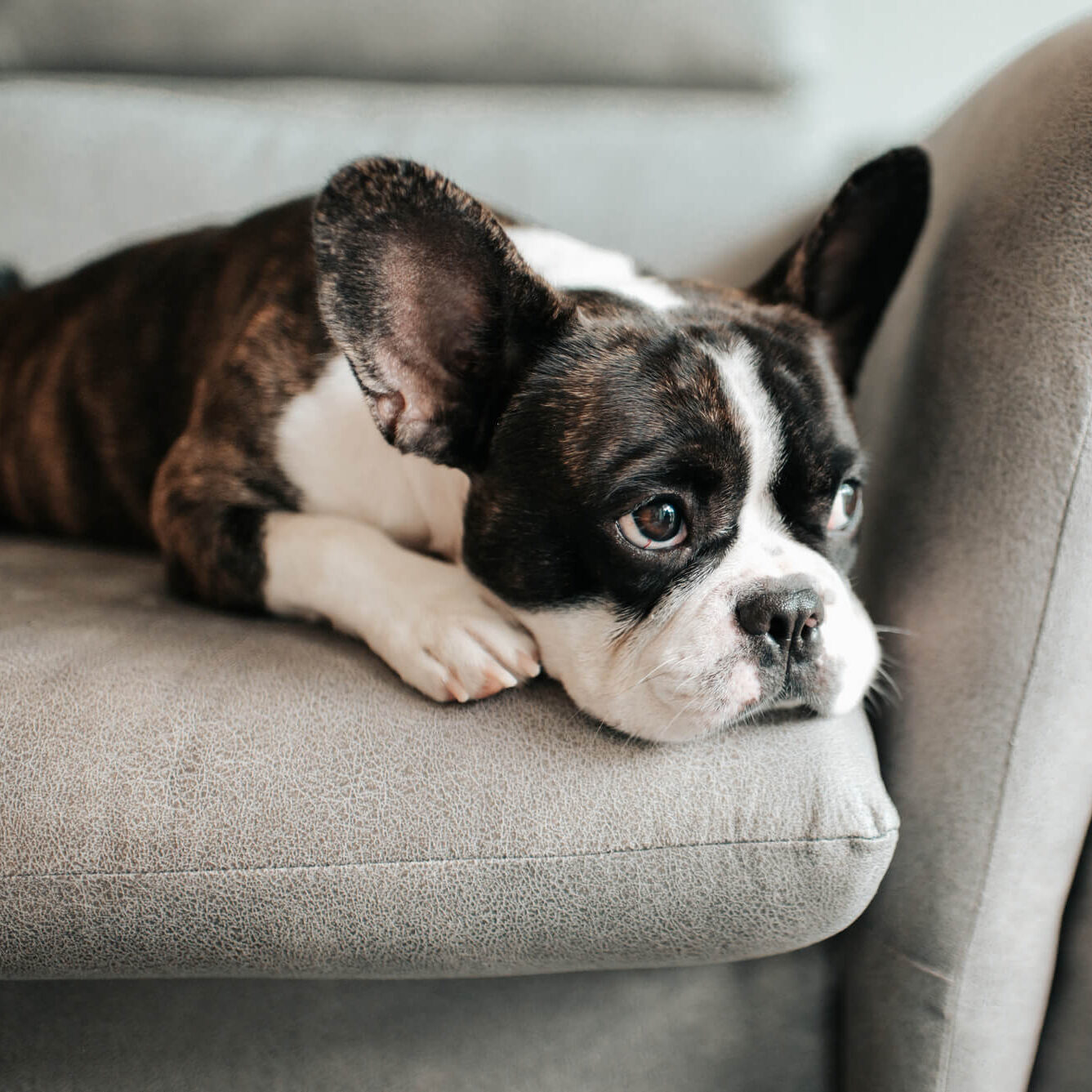 Sad Frenchie On Couch