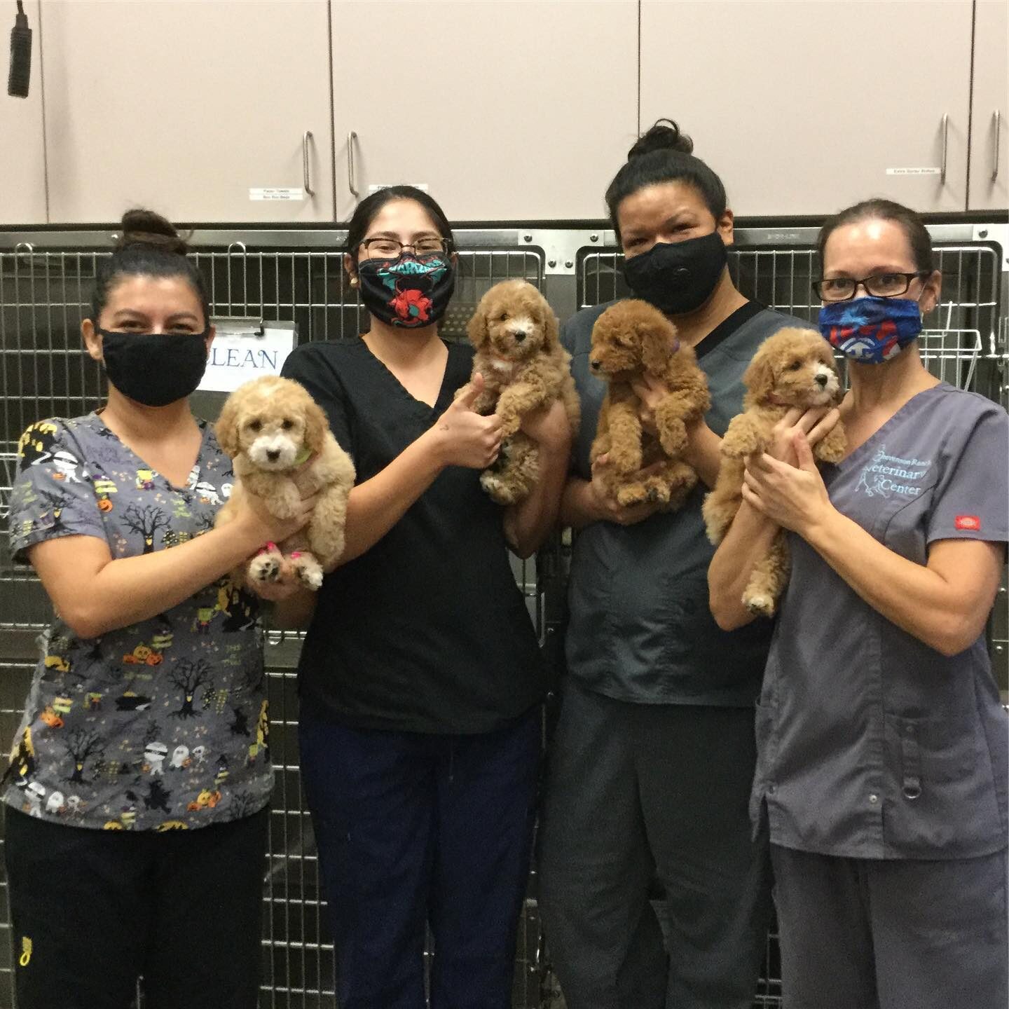 Staff Holding Goldendoodle Puppies