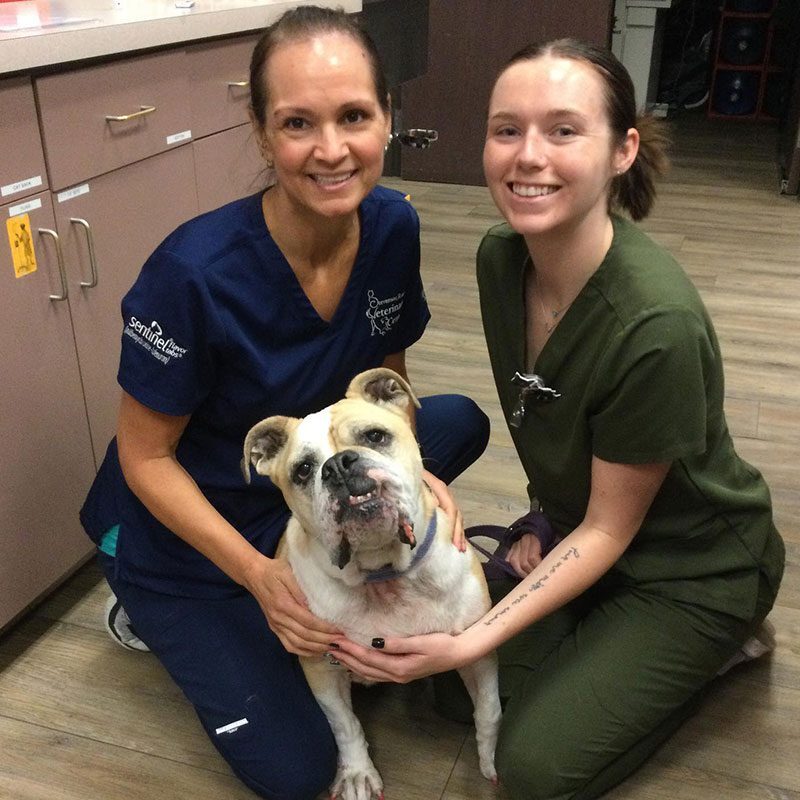 Staff Members With English Bulldog