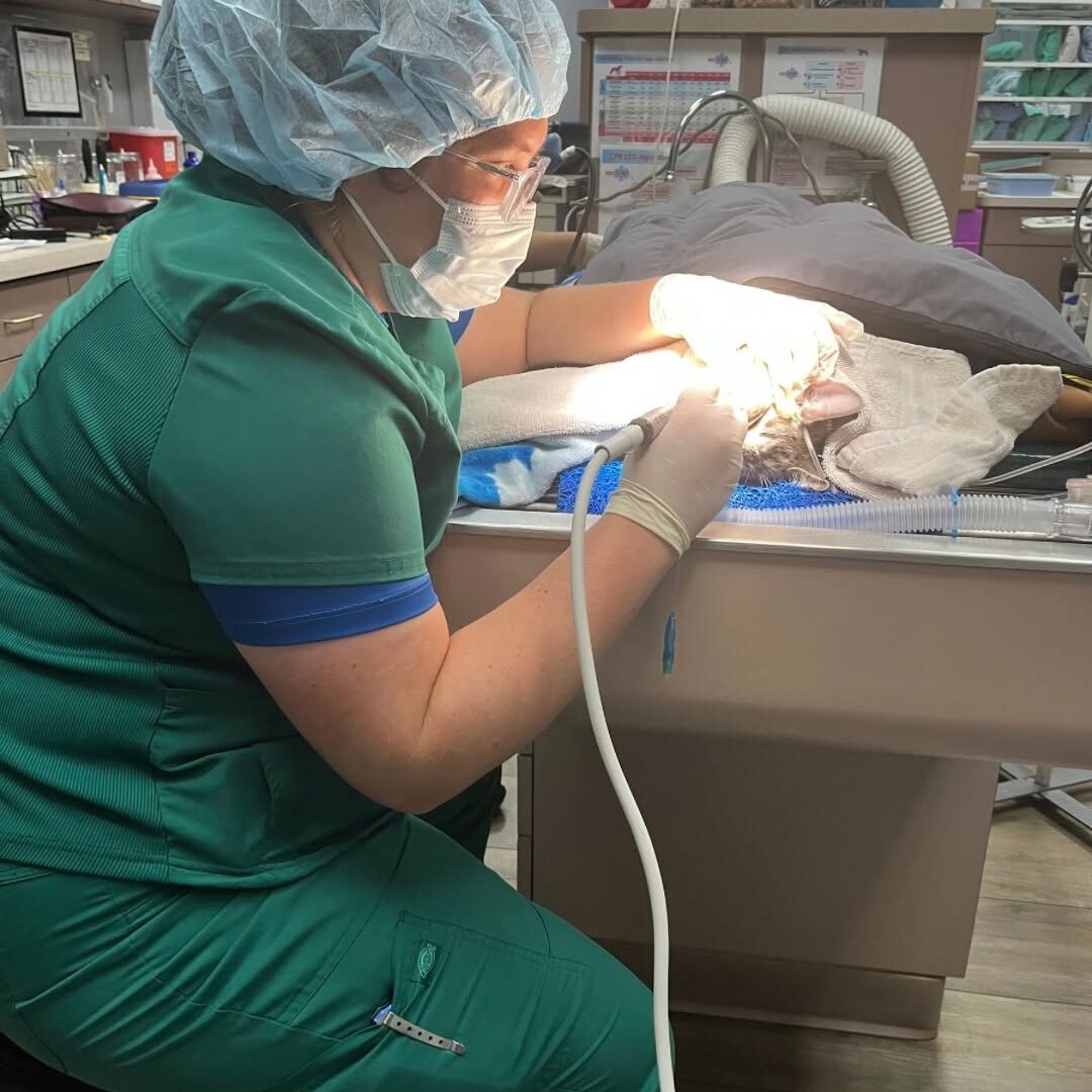 Vet Surgery