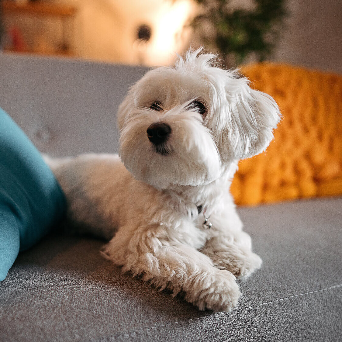 White Dog On Couch